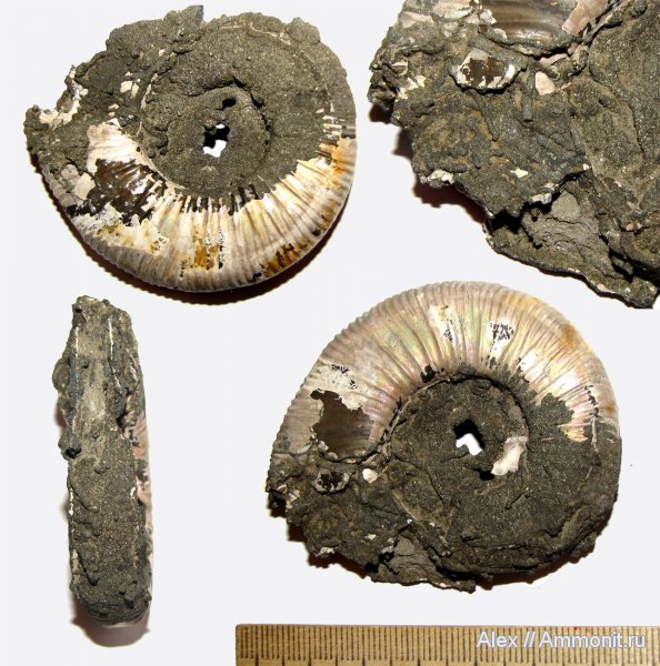 аммониты, юра, Михайлов, Binatisphinctes, келловей, Perisphinctidae, Ammonites, Callovian, Jurassic, Middle Jurassic