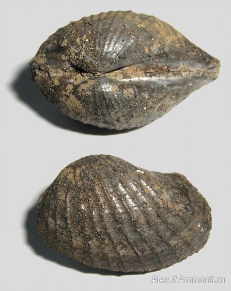 юра, Фили, волжский ярус, Pholadomya, pholadomya oviformis, Volgian, Jurassic