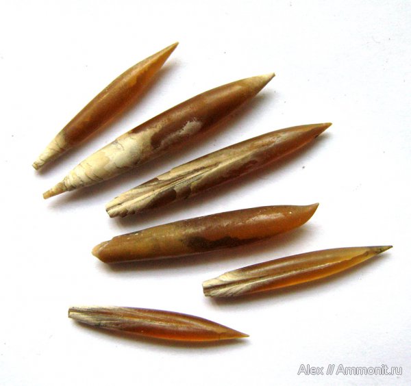 белемниты, юра, Михайлов, Hibolites, прижизненные повреждения, Hibolithes, Jurassic, belemnites