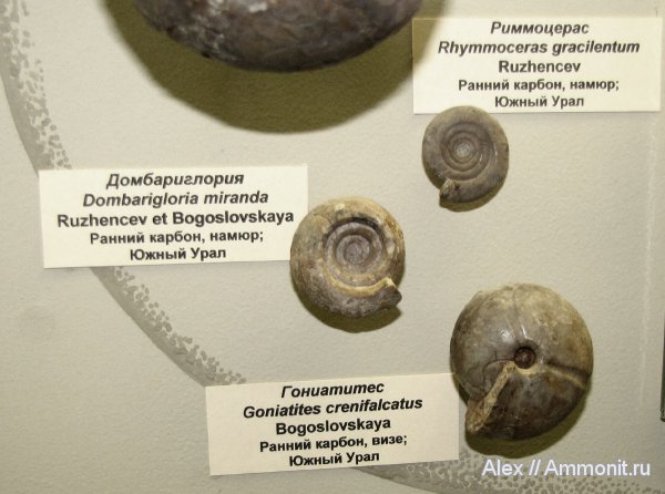 аммониты, карбон, музеи, ПИН, Goniatitida, Ammonites, Dombarigloria, Rhymmoceras