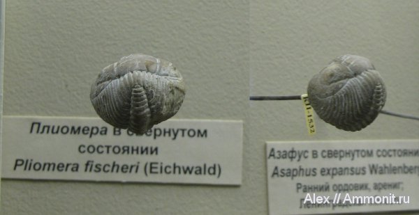 трилобиты, ордовик, музеи, ПИН, Pliomera, Pliomera fischeri, Ordovician