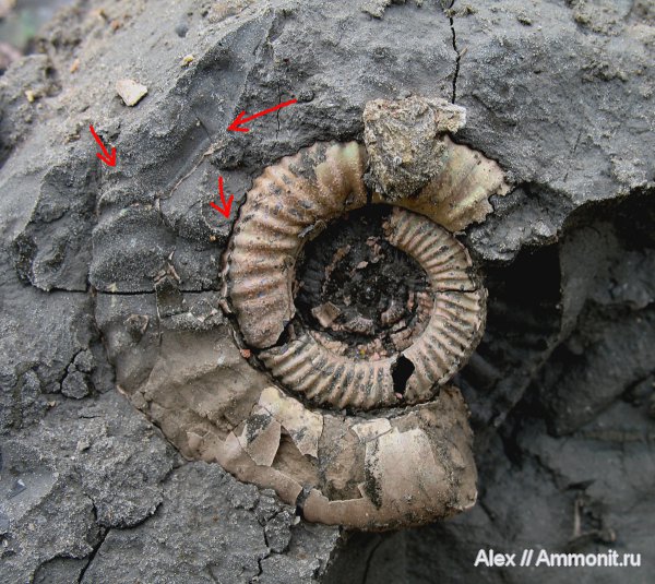 Михайлов, Binatisphinctes, микроконхи, келловей, Perisphinctidae, ушки, устье, Peltoceratinae, Hamulisphinctes, Змеинка, Microconchs, lappets, Callovian, Middle Jurassic