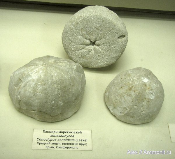 морские ежи, палеоген, эоцен, музеи, ПИН, Conoclypus, Conoclypus conoideus