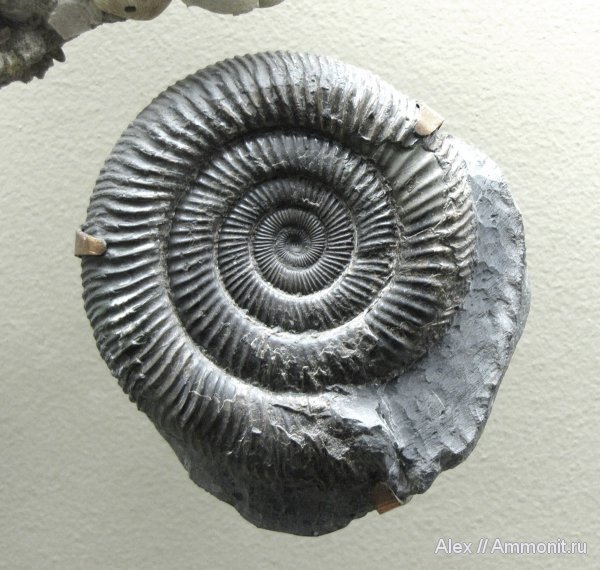 аммониты, музеи, ПИН, Dactylioceras, Ammonites