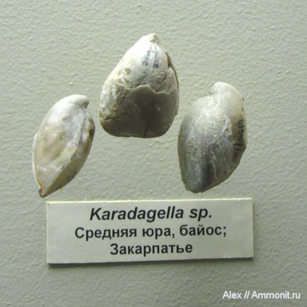 брахиоподы, юра, музеи, ПИН, Karadagella, Terebratulida, Jurassic