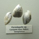 Брахиоподы Karadagella sp.
