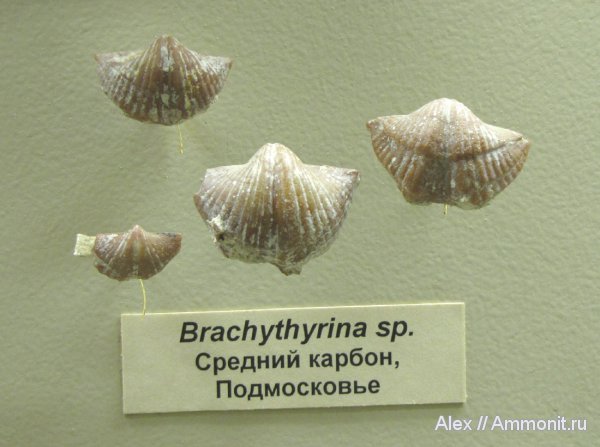 брахиоподы, карбон, музеи, ПИН, Brachythyrina, Spiriferida