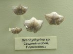 Брахиоподы Brachythyrina sp.