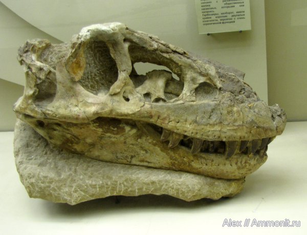 динозавры, меловой период, музеи, ПИН, тарбозавры, Tarbosaurus, Tarbosaurus bataar, Cretaceous