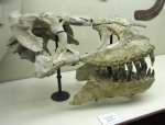 Еще один череп Tarbosaurus bataar