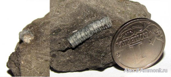 юра, Цемгигант, оксфорд, Pentacrinus, Oxfordian, Jurassic