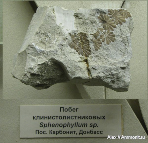 карбон, музеи, ПИН, Sphenophyllum