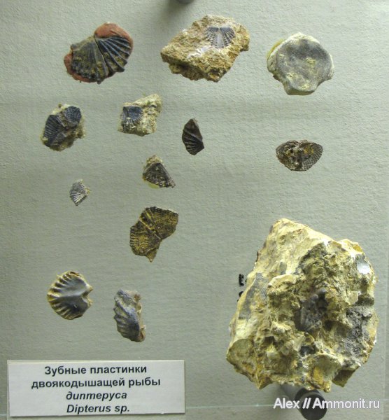девон, рыбы, зубы, музеи, ПИН, Devonian, Dipnoi, Dipterus, fish, teeth