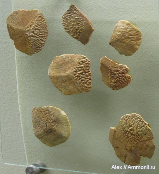 девон, рыбы, музеи, ПИН, Devonian, чешуя, Holoptychius, fish