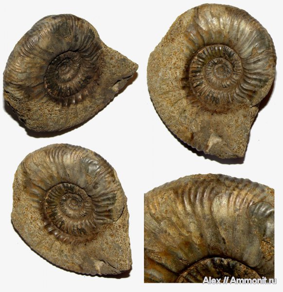 аммониты, юра, микроконхи, нижний келловей, келловей, Никитино, Elatmites, Perisphinctidae, ушки, устье, Anaplanulites, Ammonites, parabolae, Microconchs, Megastriae, lappets, Callovian, Jurassic, Middle Jurassic, Lower Callovian