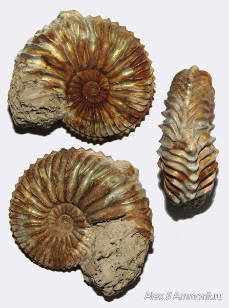 аммониты, юра, Михайлов, Cardioceras, оксфорд, юрский период, прижизненные повреждения, Cardioceratidae, Ammonites, ammonoid sublethal injuries, Oxfordian, Jurassic