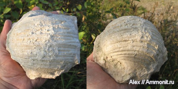 брахиоподы, Gigantoproductus, Productida, Змеинка