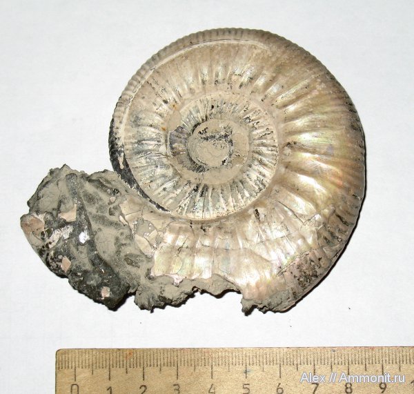 аммониты, юра, Binatisphinctes, келловей, Perisphinctidae, Ammonites, Змеинка, Callovian, Jurassic, Middle Jurassic