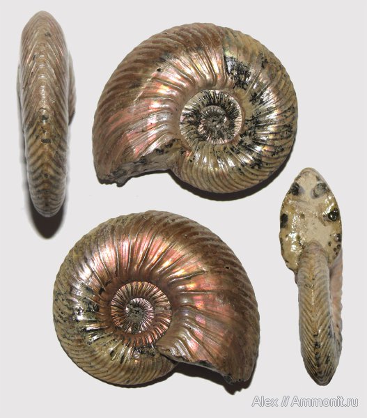 аммониты, юра, келловей, Quenstedtoceras, Quenstedtoceras lamberti, Дубки, Ammonites, Quenstedtoceratinae, Callovian, Jurassic, Middle Jurassic