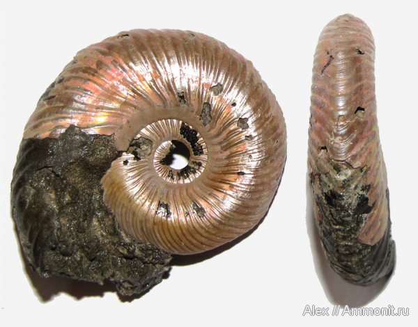 аммониты, юра, келловей, Quenstedtoceras, Дубки, Ammonites, Quenstedtoceratinae, Callovian, Jurassic, Middle Jurassic