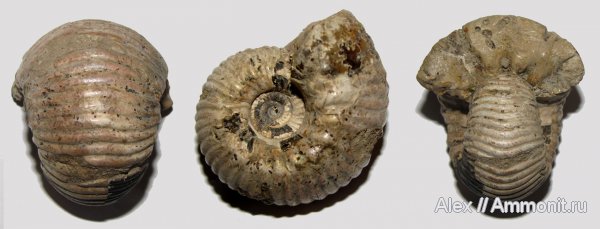 аммониты, келловей, Дубки, Eboraciceras, Eboraciceras carinatum, Ammonites, Callovian, Middle Jurassic