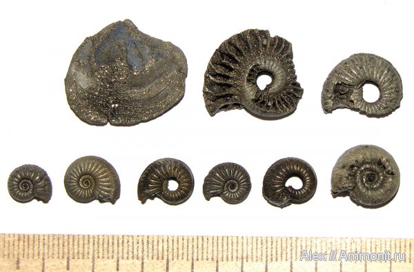 аммониты, Москворечье, оксфорд, Amoeboceras, Desmosphinctes, Ammonites, Oxfordian