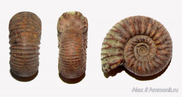 аммониты, юра, Бронницы, оксфорд, Рыбаки, Desmosphinctes, Ammonites, Dichotomoceras, Oxfordian, Jurassic