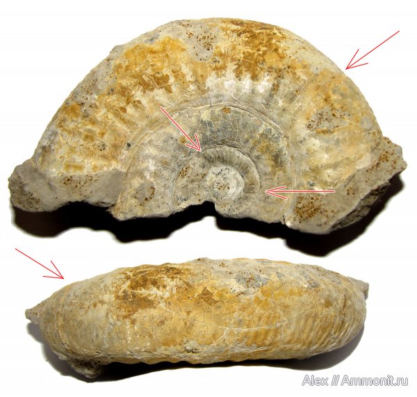 аммониты, юра, келловей, Choffatia, Perisphinctidae, Ammonites, Callovian, Jurassic, Middle Jurassic