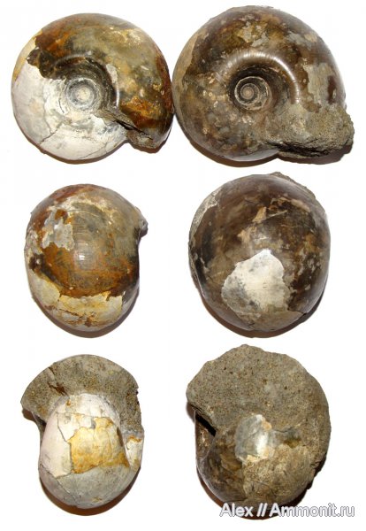 юра, келловей, Rondiceras, Никитино, Rondiceras milaschevici, Rondiceras tcheffkini, Cadoceratinae, Cardioceratidae, Callovian, Jurassic, Middle Jurassic