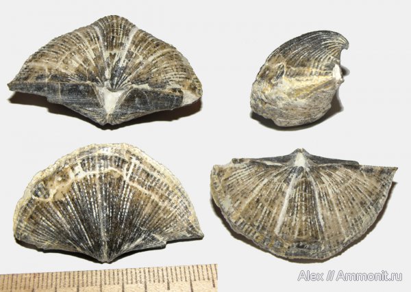 брахиоподы, карбон, Neospirifer, Spiriferida, Neospirifer tegulatus, Tegulispirifer tegulatus, Tegulispirifer, Trigonotretidae