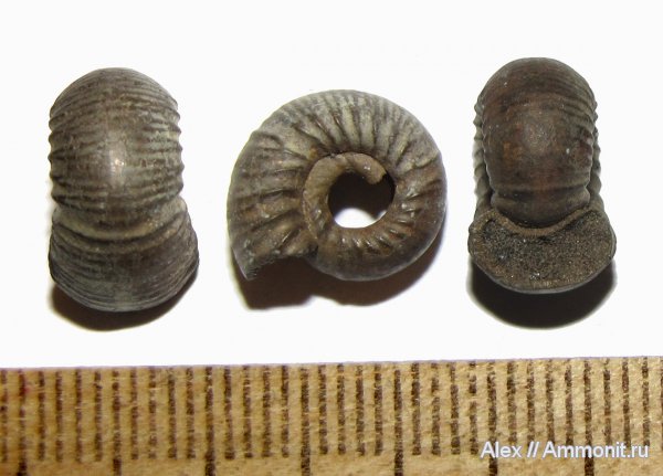 аммониты, юра, оксфорд, Desmosphinctes, Ammonites, Prorasenia, Aulacostephanidae, Oxfordian, Jurassic