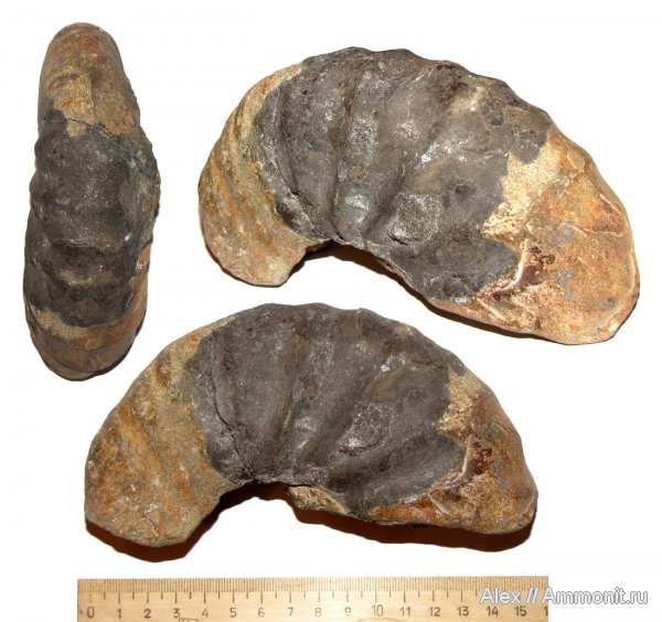 аммониты, мел, Воскресенск, Елкино, Ammonites, Cretaceous