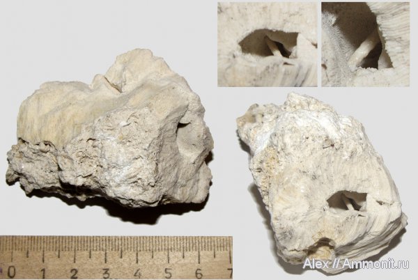 карбон, губки, Домодедово, Chaetetes, Chaetetes radians