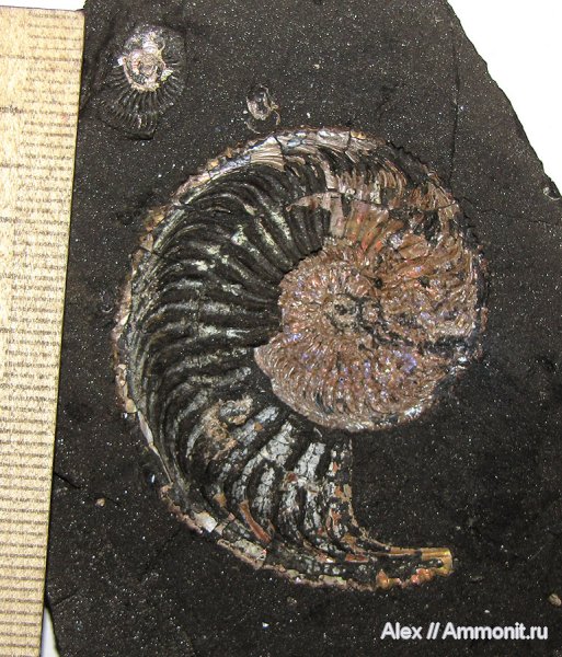 аммониты, юра, оксфорд, Amoeboceras, Amoeboceras alternoides, устье, Ammonites, Oxfordian, Jurassic