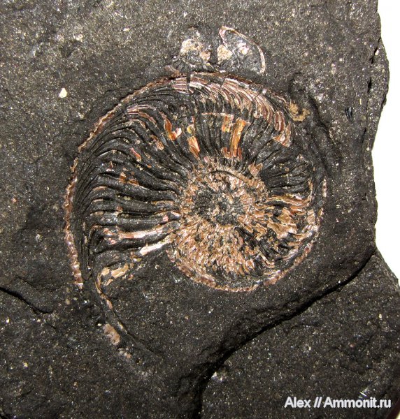 аммониты, юра, оксфорд, Amoeboceras, Amoeboceras alternoides, устье, Ammonites, Oxfordian, Jurassic