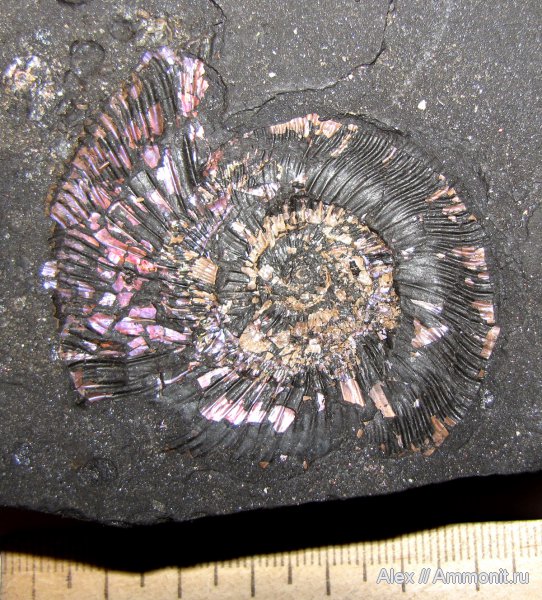 аммониты, юра, Бронницы, оксфорд, Dichotomosphinctes, Perisphinctidae, Ammonites, Oxfordian, Jurassic