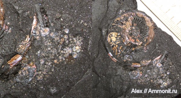 аммониты, юра, Бронницы, палеоэкология, оксфорд, Amoeboceras, Amoeboceras alternoides, Cardioceratidae, Ammonites, Oxfordian, Jurassic