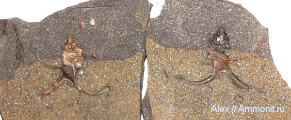 гастроподы, юра, оксфорд, Dicroloma, Dicroloma cochleata, Aporrhaidae, Oxfordian, Jurassic