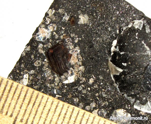 юра, оксфорд, рыбы, чешуя, Oxfordian, Jurassic, fish