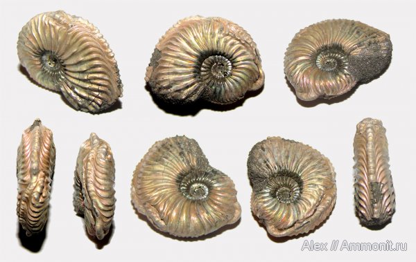 аммониты, юра, оксфорд, Amoeboceras, прижизненные повреждения, Amoeboceras alternoides, Cardioceratidae, Ammonites, ammonoid sublethal injuries, forma chaotica, Oxfordian, Jurassic