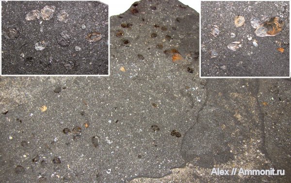 юра, оксфорд, рыбы, Марково, чешуя, Oxfordian, Jurassic, fish