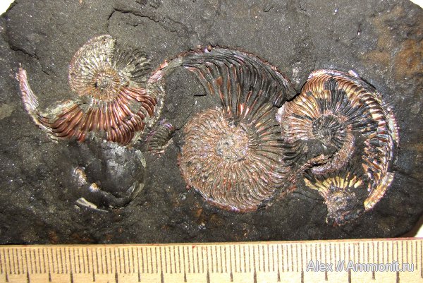 аммониты, юра, оксфорд, Amoeboceras, Amoeboceras ilovaiskii, Cardioceratidae, Ammonites, вентральный ростр, Oxfordian, Jurassic, ventral rostrum