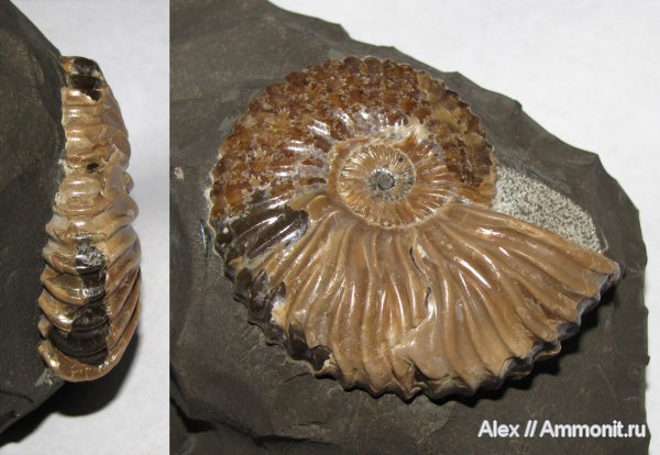 аммониты, мел, Deshayesites, прижизненные повреждения, Ammonites, Deshayesites volgensis, Deshayesitidae, ammonoid sublethal injuries, Aptian, Cretaceous