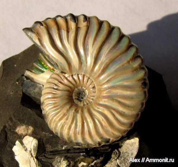 аммониты, мел, Deshayesites, Ammonites, Deshayesites volgensis, Deshayesitidae, Aptian