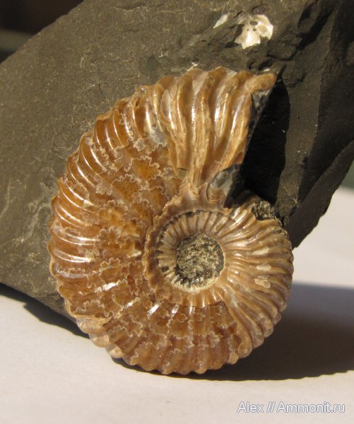 аммониты, мел, Deshayesites, Ammonites, Deshayesites volgensis, Deshayesitidae, Aptian, Cretaceous