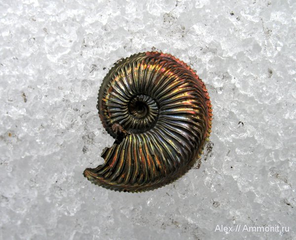 аммониты, юра, оксфорд, Amoeboceras, Amoeboceras alternoides, Cardioceratidae, Ammonites, Oxfordian, Jurassic