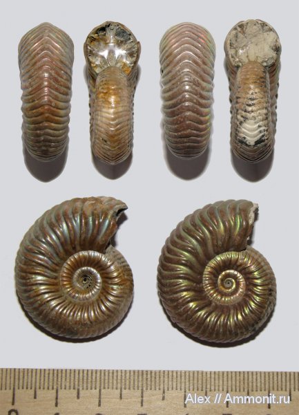 аммониты, юра, келловей, Vertumniceras, Vertumniceras angulatum, Ammonites, Callovian, Jurassic, Middle Jurassic