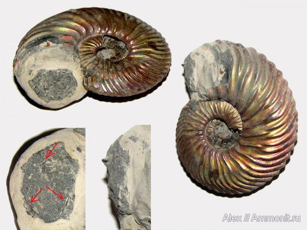 аммониты, Quenstedtoceras, Vertumniceras, Ammonites
