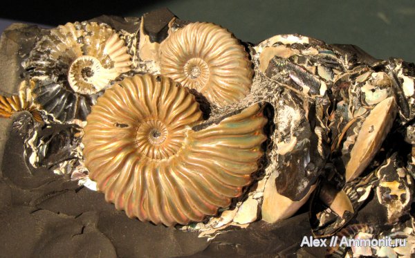 мел, Deshayesites, апт, Deshayesites deshayesi, Ammonites, Deshayesitidae, Aptian, Cretaceous, Lower Cretaceous