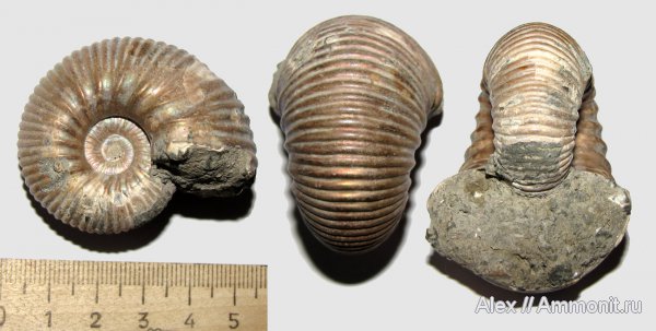 аммониты, юра, келловей, Eboraciceras, Eboraciceras carinatum, Ammonites, Callovian, Jurassic, Middle Jurassic